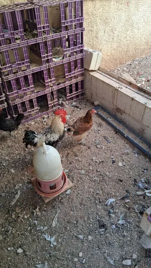 دجاج بلدي و براهما لا البيع.