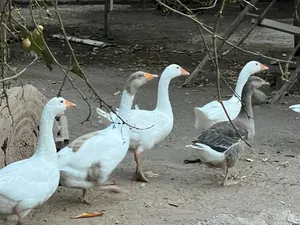 وز العدد 6 منتجات