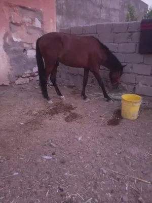 حصان عراقي عمره سنه ونص