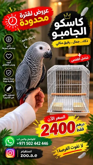 كاسكو أفريكان غراي سوبر جامبو Super Jumbo African Grey Parrot
