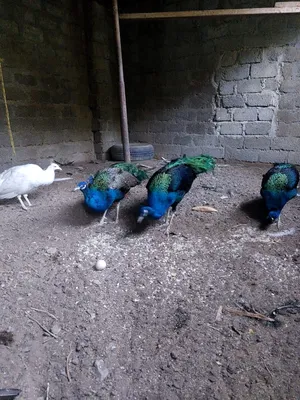 طاؤوس للبيع
