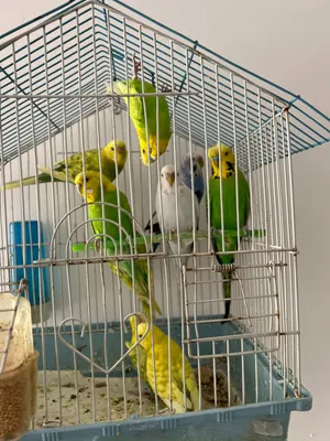 عصافير حب وجنه
