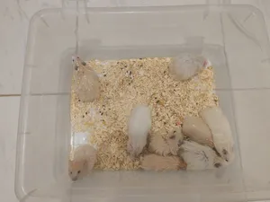Hamster babies available