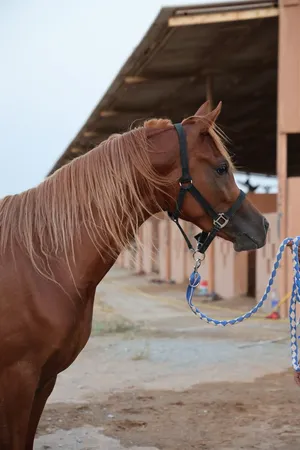 خيل عربي اصيل جمال من سلاله قويه جدا و جاهز للبطولات