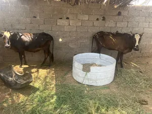للبيع أبقار ظفاريات