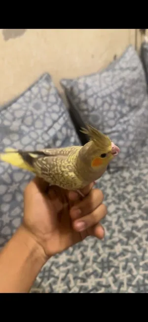 كوكتيل عمره شهر او ونص شهر تقريباً صغير