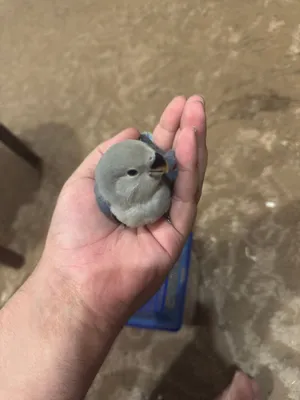 لوفبيرد نهايه عس ربوه قويه