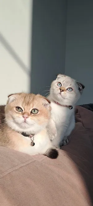 Scottish Fold Kittens