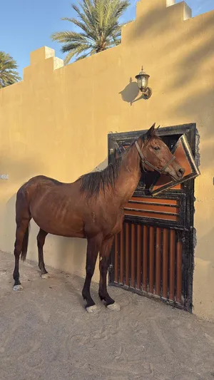 متوفر عده خيول للبيع