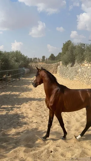 حصان عربي بدون ورق