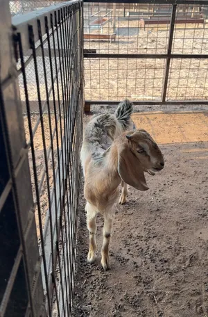 All kind of halal Animals available in UAE, with slaughter service.. نبيع جميع أنواع الحلال