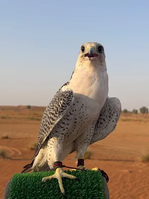 جير تبع قرناس ثنو
