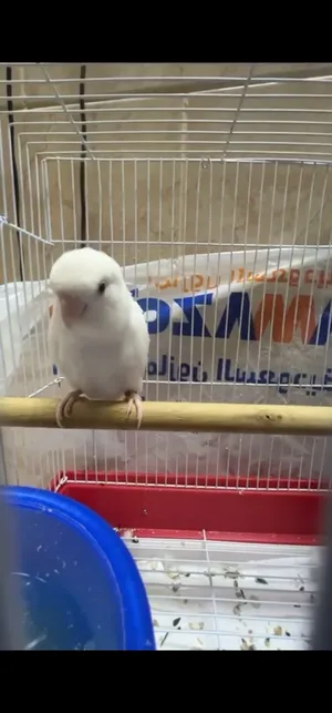 طير حب للبيع
