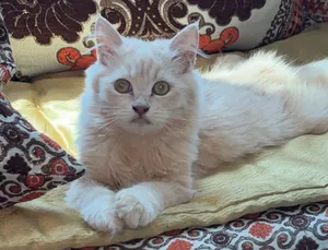 قطط شيرازية للتبني
