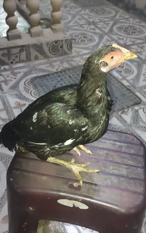 ديك باكستاني للبيع او البدل اقرا الوصف