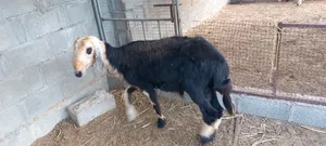 لبيع كبش نجدي ما شاء الله مد وطول