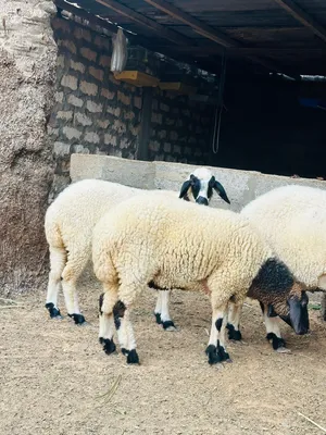 زوز فطايم توميات الله يبارك