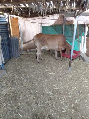 بقره تحتها عجل والد 4شهور