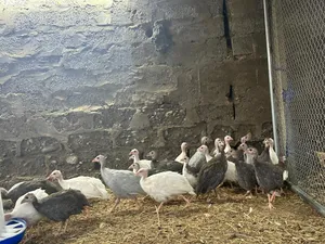 حبشي للبيع