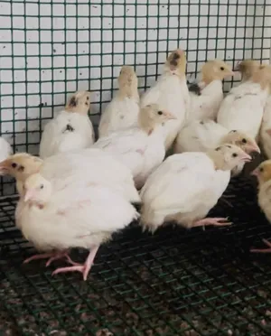 صيصان chicks