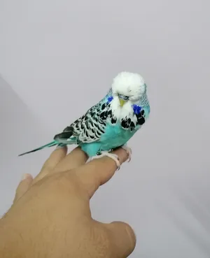 للبيع ذكر بادجي انجليزي سكاي بلو اليف جدا