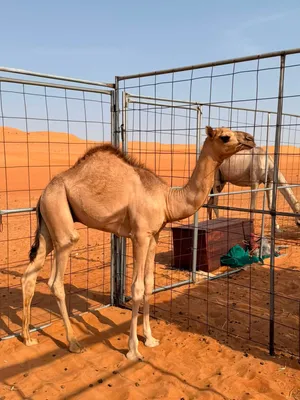 جعود ركض ابوه الوسمي