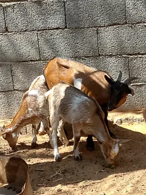 سلام عليكم بيع عنز كردي  ربي يبارك سنهاا تنية اتحتها جدي وعناق