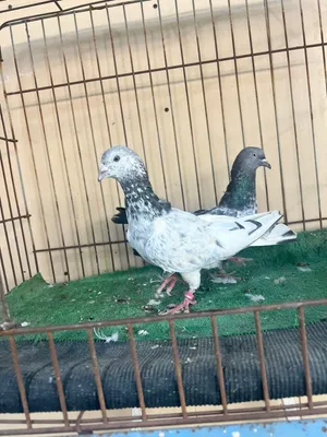 للبيع زوج باكستاني درجة اولى لطيور متعوب عليها