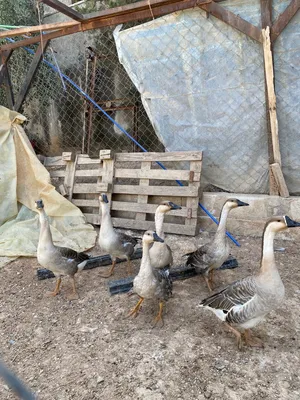 إوز صيني سبع حبات