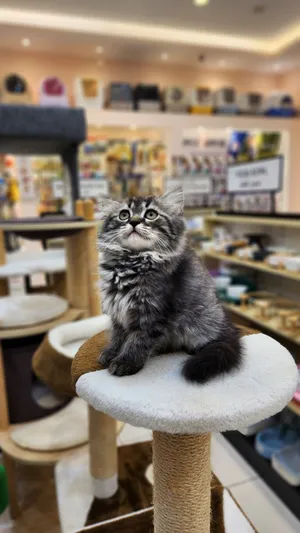 Turkish angora