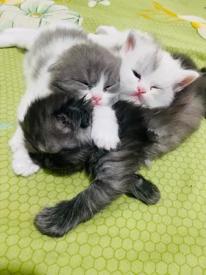 KITTENS FOR SALE(1MONTH&5DAYS)