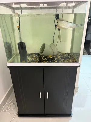 Aquarium with arrowana for 800