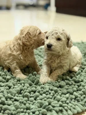 toy poodel male creem couler