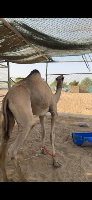 قعود لحم سمينن