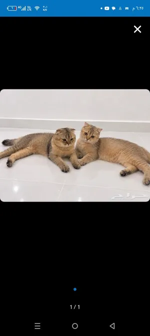 قط سكوتش فولد للبيع