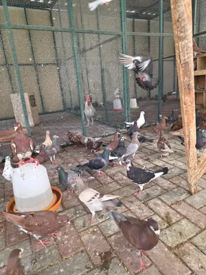حمام زاجل عدد 40