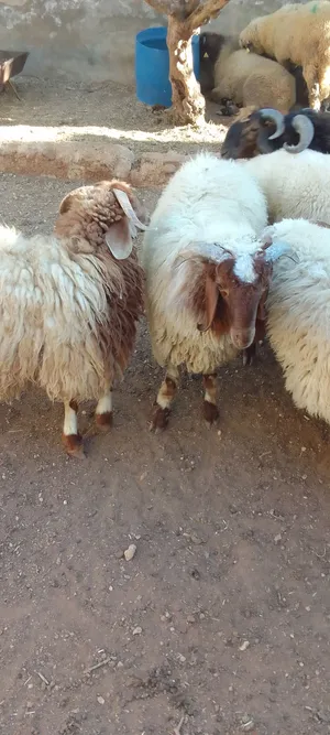 خرفان بلدي للبيع