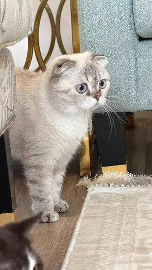 Scottish Fold
