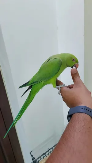 متوة نثية اليفة للبيع