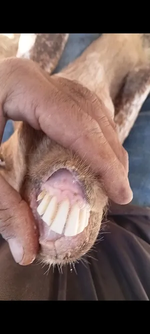 عنز سن خماسية  عشار شهر ونص