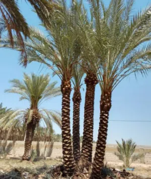 نخيل مثمر جميع الارتفاعات. من متر لغاية 10متر متوفر وباضل الاسعار نخل حاصل على تصريح زراعي مرفق مع
