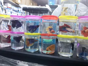 betta fishes and it's tanks and bowls and food available and accessories for sale