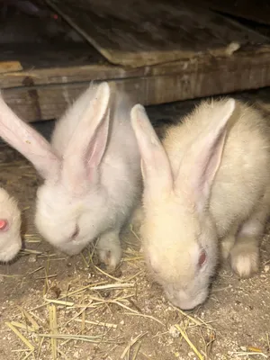 Rabbits for Sale