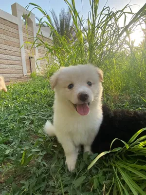adorable pomeranian puppies available