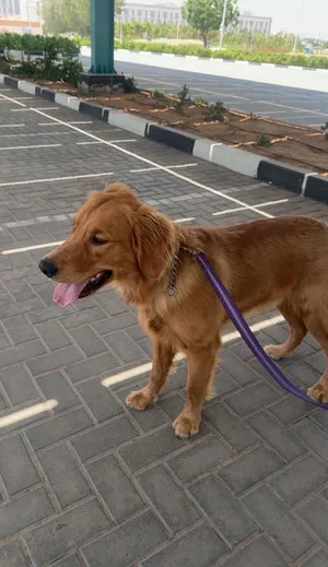 Golden retriever dogs vaccinated