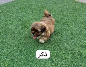 للبيع كلاب صغار عمرهم شهر واسبوعين تواجد قريات ومسقط
