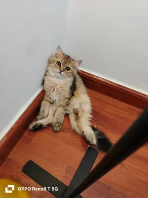 persian Mix-Male -4Months