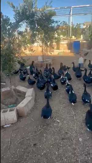 بط بلدي للبيع ب اعلى جودة