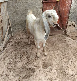 جدي شامي شق توم عمر ثمن شهور نار بلهداد