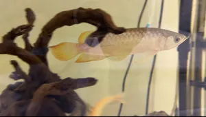 Banjir red arowana 5-6 inch